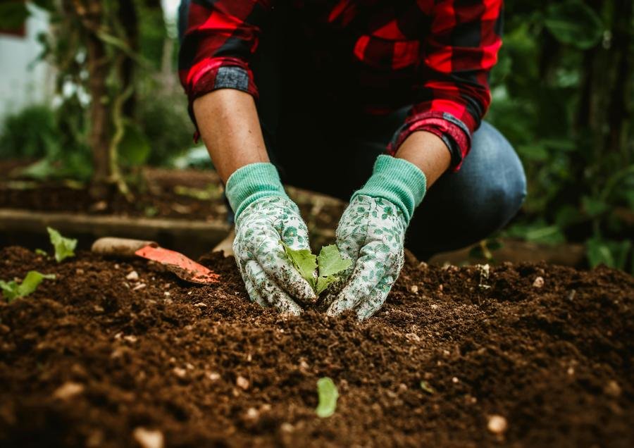 Gloved hands planting in fresh soil