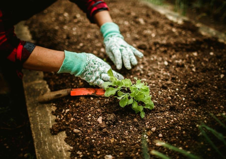 Gloved hands planting a seedling in dark soil