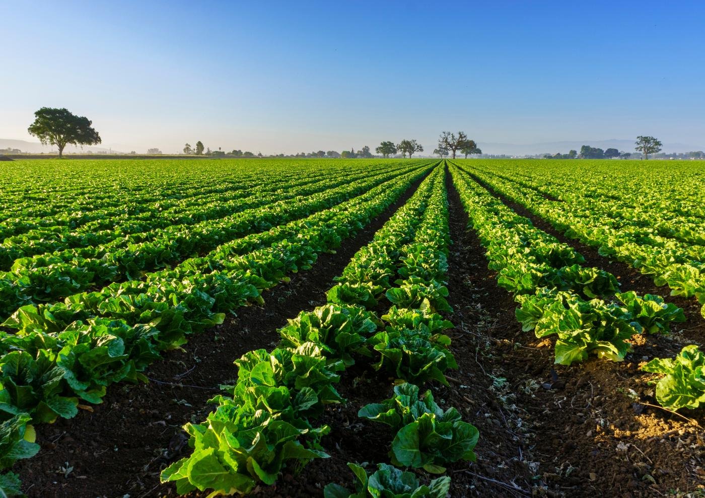 Rows of young crops on open farmland
