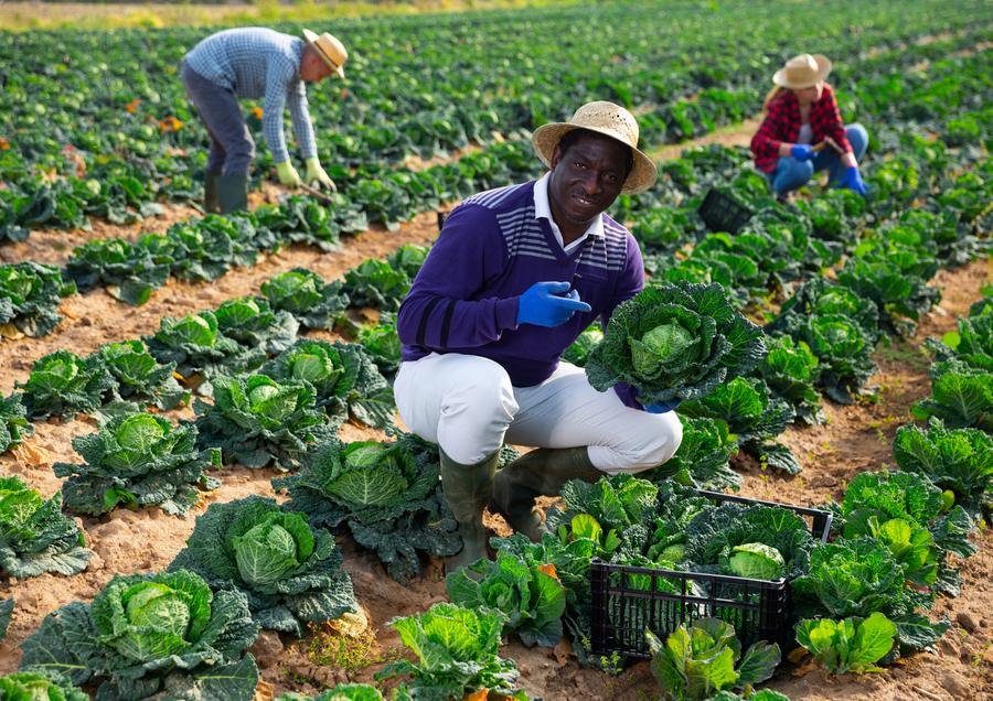 People working together among rows of cabbage