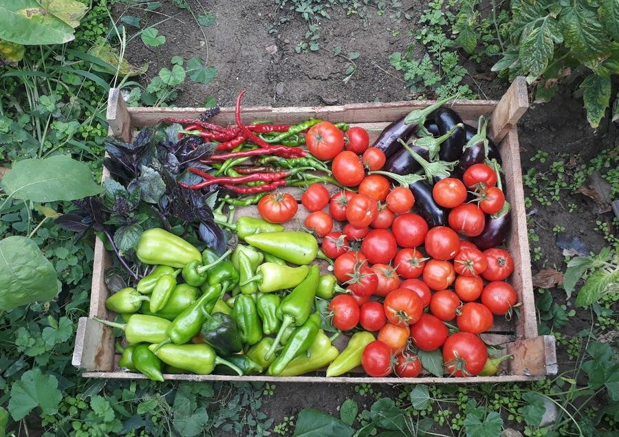 A wooden crate full of tomatoes and peppers